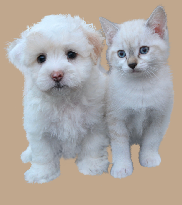 Pets